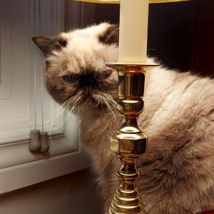 Meet your Posher, Onelia